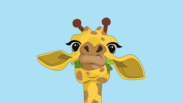 A giraffe chewing on the leaves in blue background