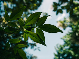 green leaves background