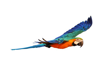 Colorful Blue and gold macaw parrot flying isolated on white background. © Passakorn