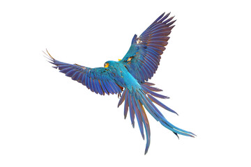 Colorful Blue and gold macaw parrot flying isolated on white background. Vector illustration