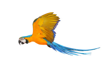 Colorful Blue and gold macaw parrot flying isolated on white background. Vector illustration