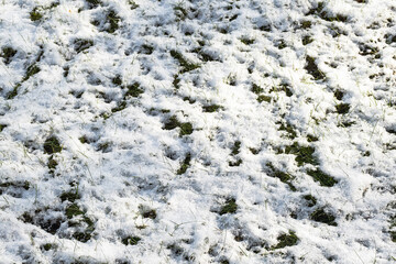 Green grass lawn covered with first snow. Natural pattern. © zhennyzhenny