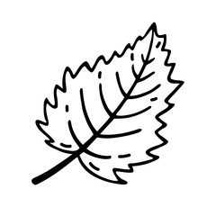 Tree leaf vector icon. Hand drawn illustration isolated on white. Simple botanical doodle, black outline. Leaf of a garden or wild plant - birch, aspen, poplar. Clipart for cards, posters, cosmetics