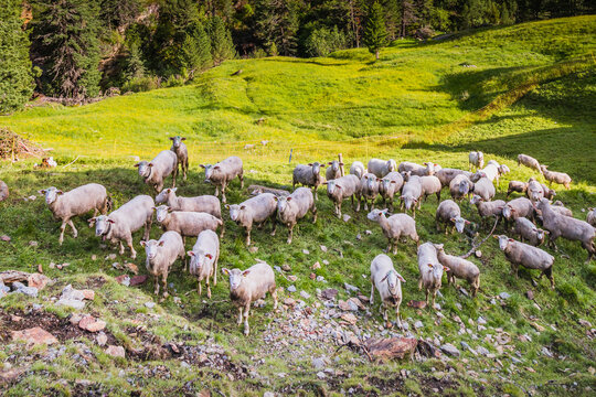 Flock of sheeps in a farm, French Alps, border with Switzerland