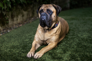 2022-10-28 LARGE BULLMASTIFF LYING ON LUSH GREEN GRASS WITH BRIGHT EYES WEAR ING ACOLORED COLLAR WITH A FADED BACKGROUND ON MERCER ISLAND WASHINGTON