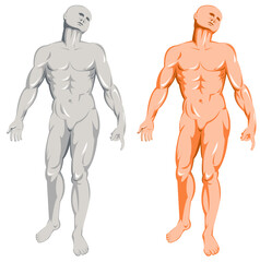 illustration on the human anatomy showing a male standing on isolated background