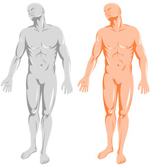 illustration on the human anatomy showing a male standing on isolated background