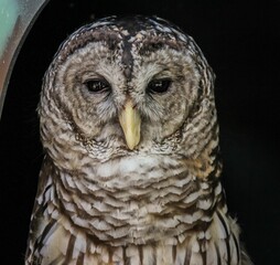 Face of a barred owl against a dark background