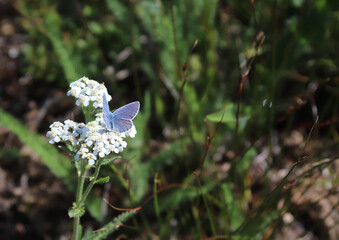 Purple butterfly on a white flower