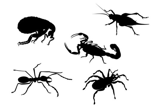 Silhouette of flea cricket ant spider scorpion insect black and white.