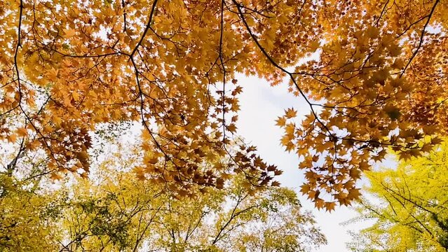 札幌中島公園の秋の風景