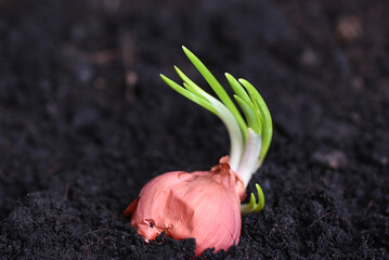 Shallot grow on soil ground in pot, plants grow organic garden, Onions are ready to grow planted...
