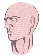 Illustration of a male human head with grid looking to side.
