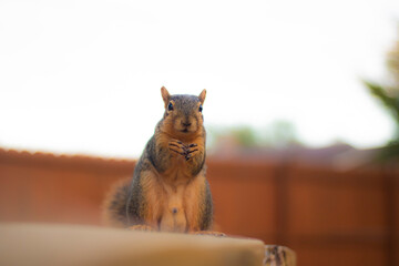 Naklejka premium Animal