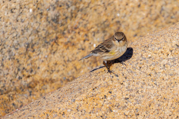 Yellow Warbler On Rock. Yellow-Rumped Warbler Blending With The Spotted Rock Pattern. It has Some Resemblance To Pine Siskin Bird.