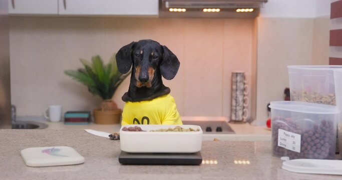 Dog nutritionist blogger stands in cozy kitchen at table with electronic scales, box of dry food. Funny cooking show with recipes. Pet food control, weight loss, calorie counting, proper nutrition