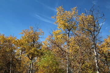 autumn leaves against sky, William Hawrelak Park, Edmonton, Alberta