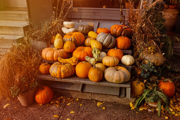 Stack of variously colored and shaped pumpkins. Orange pumpkins. Pumpkin standing out of the crowd. Autumn. Thanksgiving background. Halloween backdrop. A heap of pumpkins. Seasonal holiday concept.