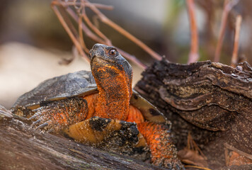 North American wood turtle 
-Massachusetts 