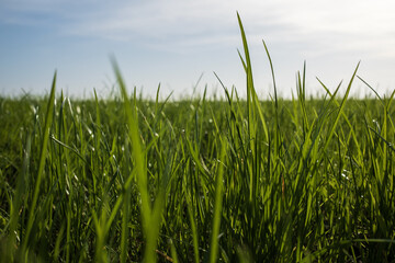 Meadow with green grass against the blue sky, on a sunny day. 