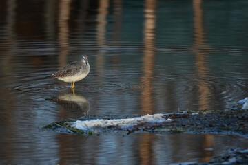 A migrating Lesser Yellowlegs (Tringa flavipes) looks for food along the shore of Reflections Lake, Alaska.