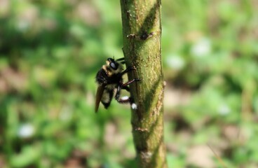 Tropical fly insect on tree in Florida wild