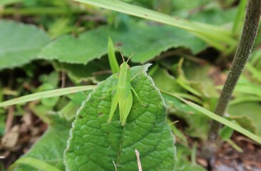 Green grasshopper on leaf in Florida wild, closeup
