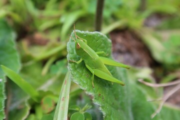 Green tropical grasshopper on leaf in Florida wild, closeup