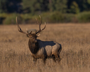 Bull Elk