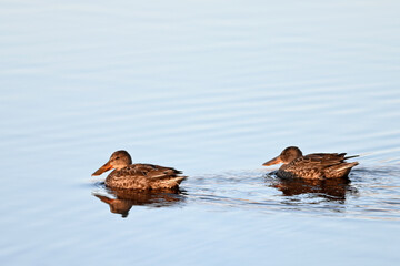 A pair of migrating Northern Shovelers (Spatula clypeata) swim across Reflections Lake, Alaska.