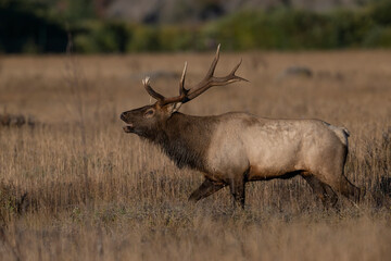 Bull Elk