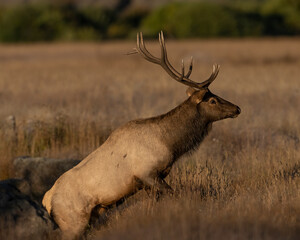 Bull Elk