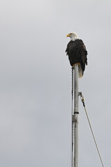 A Bald Eagle (Haliaeetus leucocephalus) perched atop a ship's mast in the harbor at Sitka, Alaska.