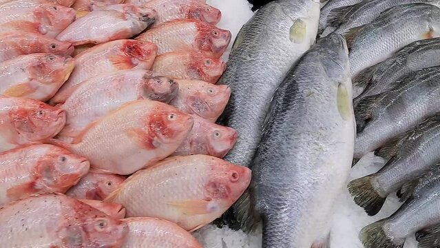 Close-up of fresh raw catfish, pomegranate fish and sea bass fish in ice on the counter in a grocery store.