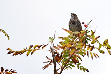 A Song Sparrow (Melospiza melodia) trills out a song from a tree branch in Sitka, Alaska.
