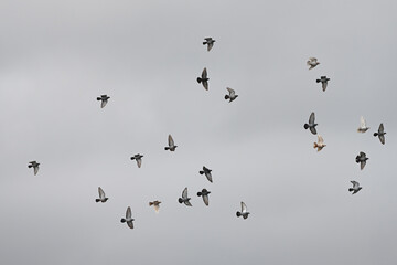 Pigeons in flight
