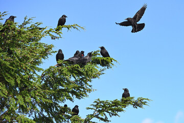 A murder of crows gathers in a spruce tree in Sitka, Alaska.