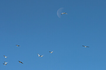Sea gulls in flight in a bright blue sky over Sitka, Alaska.