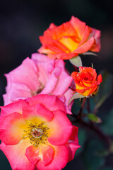 Gorgeous red and orange colorful rose flowerheads, closeup macro photography.