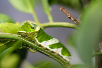 Great Mormon (Nagasaki Ageha) butterfly larvae eating citrus yuzu leaves. Close up macro photography.