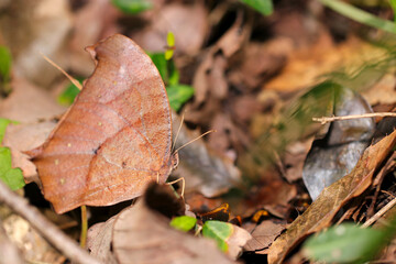 Ninja of the forest, the camouflage of the leaves is so amazing butteRfly, Dark Evening Brown (Kurokonomacho). Close up macro photography.