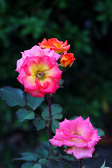 Gorgeous red and orange colorful rose flowerheads, closeup macro photography.