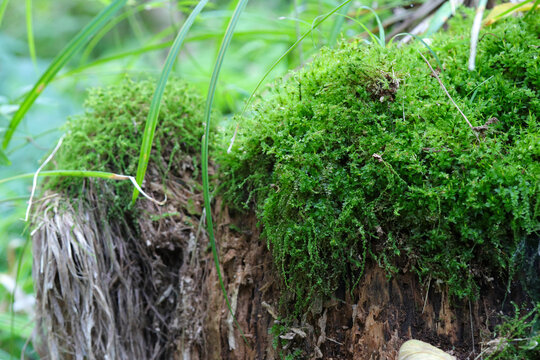 Deep in the forest, the Toothed plagiomnium moss growing densely on a decaying stump.