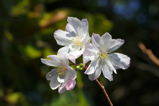 Pretty flower branch of Rosebud cherry 'Autumnalis' (Jugatsuzakura).
