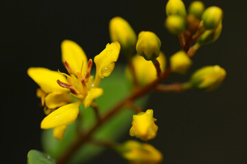 Bright yellow flowers of Ochna serrulata "Mickey Mouse bush", close up macro photograph with dark background.