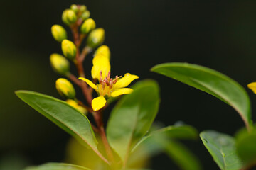 Bright yellow flowers of Ochna serrulata 
