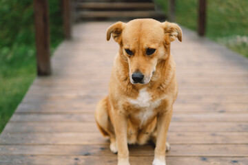 Sad and lonely dog laying down on a wooden floor in an outdoors. Dog with sad eyes waiting for the owner