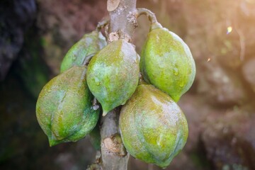 Close-up of catica or Papaya tree (a type of papaya fruit with a smaller size and is a typical...