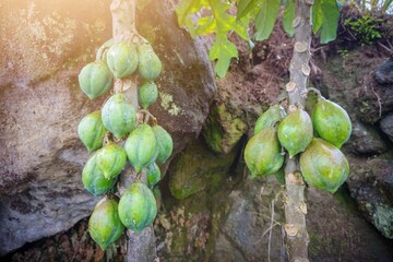 Close-up of catica or Papaya tree (a type of papaya fruit with a smaller size and is a typical fruit from the Dieng plateau, Indonesia). Fresh green papaya or carica tree in nature garden.