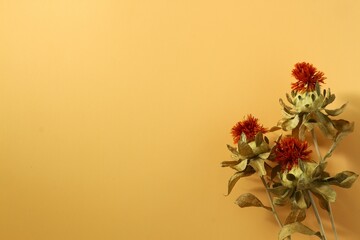 紅花のドライフラワー（オレンジ背景） - obrazy, fototapety, plakaty